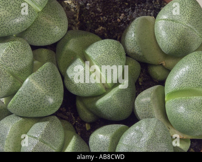 Stein-Anlage (Lithops spec.), detail Stockfoto