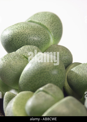 Stein-Anlage (Lithops spec.), detail Stockfoto