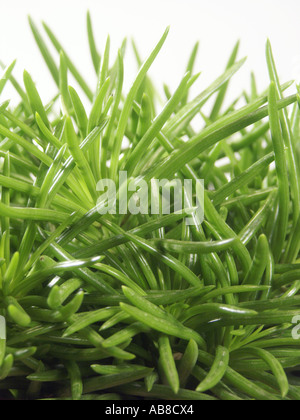 Himalaya Gebirgsgras (Senecio "Himalaya", Senecio Himalaya), Blätter Stockfoto