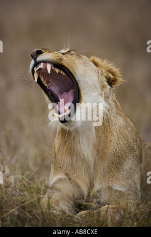 Löwe (Panthera Leo), am Boden liegend und Gähnen, Kenia Stockfoto