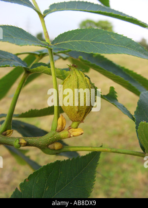 Bitter-Nuss Hickory, Bitternut Hockory (Carya Cordiformis), Zweig mit Früchten Stockfoto