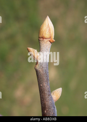 süße Pignut Hickory, Sumpf Hickory (Carya Glabra), Knospen Stockfoto