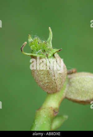 Shag-Rinde Hickory, Shagbark Hickory (Carya Ovata), weibliche Blüte Stockfoto