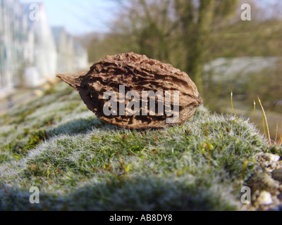 weiß Walnuss, Butternuss (Juglans Cinerea), Nuss auf Moos Stockfoto