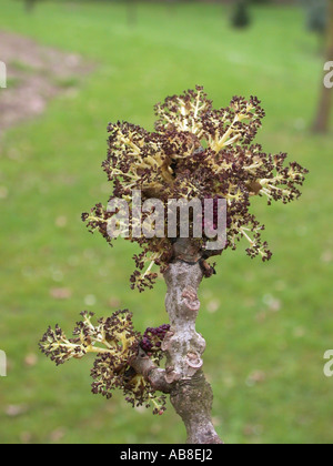 gemeine Esche, europäischer Esche (Fraxinus Excelsior), Blütenstände Stockfoto