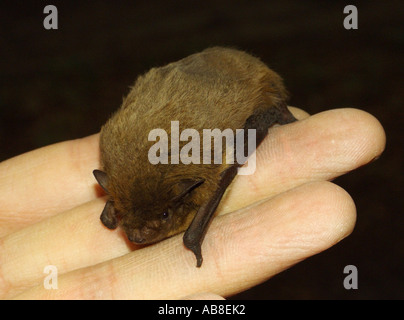 Nathusius Zwergfledermaus (Pipistrellus Nathusii), in einer Hand, droht Stockfoto