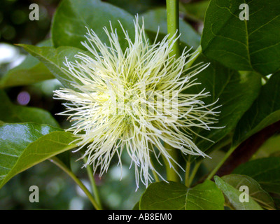 Osage orange (Maclura Pomifera), Blütenstände Stockfoto