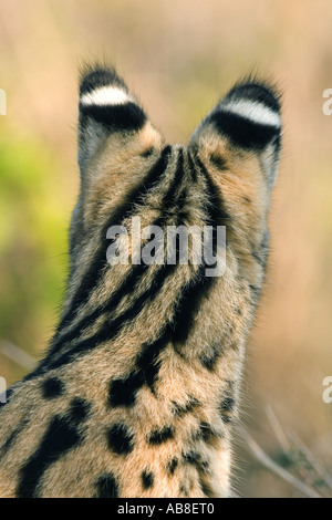 Serval (Leptailurus Serval, Felis Serval), Portrait, Ansicht von hinten, Kenia Stockfoto