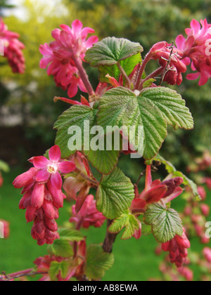 Blut-Johannisbeere, rote Blume Johannisbeeren, rot blühende Johannisbeere (Ribes Sanguineum), blühende Pflanze Stockfoto