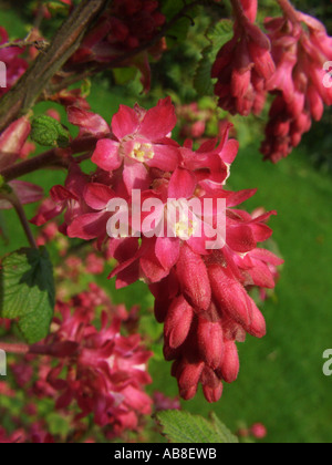 Blut-Johannisbeere, Johannisbeere Rot Blume, rot blühende Johannisbeere (Ribes Sanguineum), Blütenstand Stockfoto