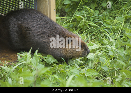 Eurasische Biber, europäische Biber (Castor Fiber), bei Einstellung frei, Deutschland, Rheinland-Pfalz Stockfoto