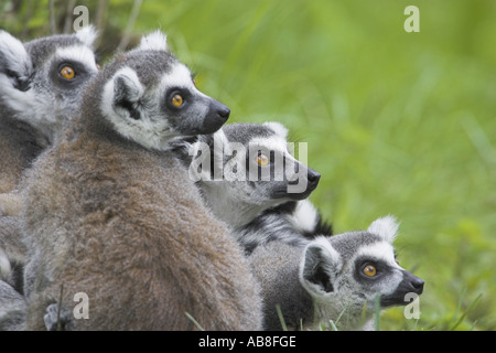 Katta (Lemur Catta), Gruppe suchen wachsam auf der rechten Seite, Niederlande Stockfoto