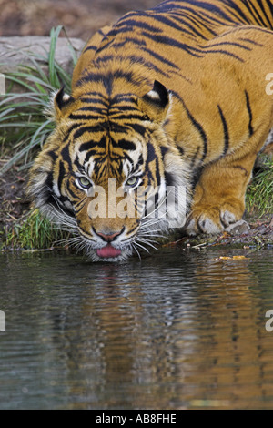 Sumatra-Tiger (Panthera Tigris Sumatrae), Trinkwasser, Deutschland Stockfoto