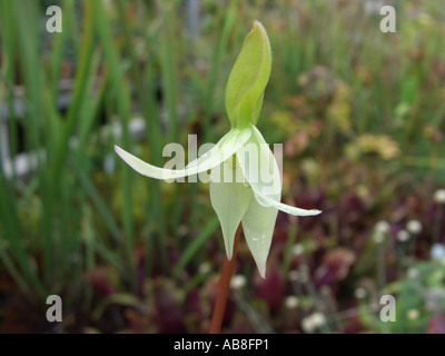 Sonne-Krug (Heliamphora Nutans), Blume Stockfoto