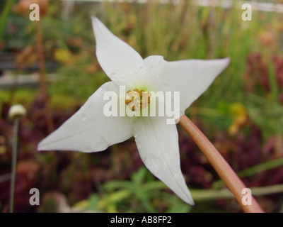 Krug (Heliamphora Nutans) Sonne, Blume von unten Stockfoto