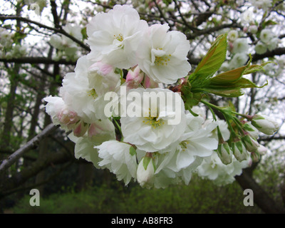 Tokio-Sherry, Yoshino-Kirsche, Kirsche (Prunus Yedoensis, Prunus X yedoensis, Prunus Speciosa X Prunus Subhirtella), Potomac shor Stockfoto