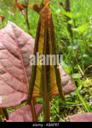 Japanischer Staudenknöterich (Fallopia Japonica (Reynoutria Japonica)), junges Blatt im Gegenlicht