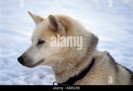 Porträt von husky Hund auf der Spur der Kungsleden in Lappland nördlichen Schweden Porträt von husky Hund auf dem Kungsleden Trail in Lappl Stockfoto