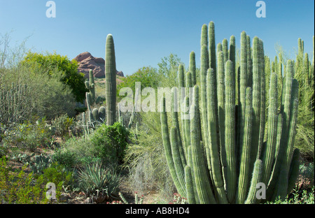 Kaktus Gartenlandschaft in die Desert Botanical Gardens in Phoenix Arizona USA Stockfoto