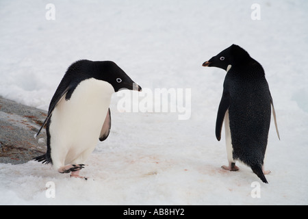 Adelies Gruß Stockfoto