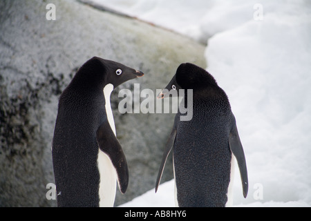 Adelies Pinguine Gruß, Landschaft Stockfoto