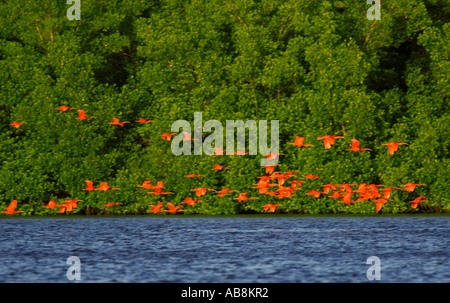 West Indies Trinidad Caroni Bird Sanctuary Herde von Scarlett Ibis fliegen über grüne Mangroven im Abendlicht Stockfoto