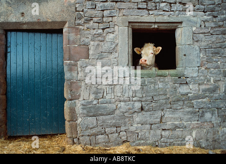 Kuh Blick durch Fenster in Stein Kuhstall, Yorkshire, england Stockfoto