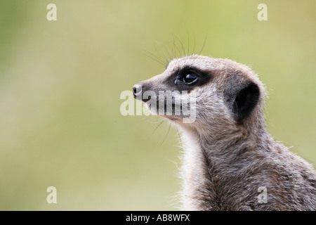 Erdmännchen mit Blick Stockfoto