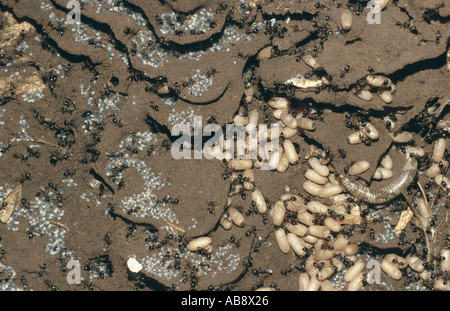 braune Ameise (Lasius Brunneus), unterirdische Kolonie mit Brut, Kroatien, Istrien, Rovjni, Jun 04. Stockfoto