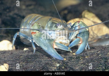 Yabbie (Cherax vgl. Destruktor), Australien, Jan 03. Stockfoto