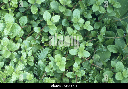 Wisteria (Hygrophila mitnehmen), Wasser verlässt. Stockfoto