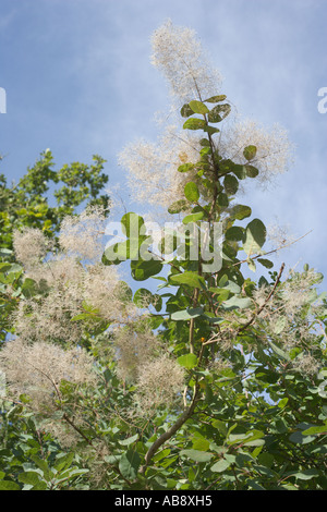 Eurasische Smoketree Cotinus Coggygria Smokebush venezianischen sumach Stockfoto