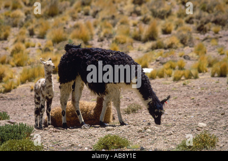 Lama (Lama Glama), Beweidung Lama mit Jungvieh, Mrz 05, Salar de Atacama, Chile, Region II. Stockfoto