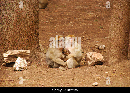 Barbary Affen Macaca Sylvanus mit Baby Azrou Morokko Stockfoto