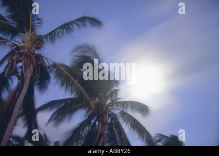 Kokospalme (Cocos Nucifera), Mondaufgang am Strand von Punta Cana, Dominikanische Republik, Punta Cana Stockfoto