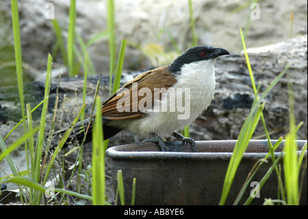 Senegal erholsam (Centropus Senegalensis), sitzen auf Hydrokulturgefäß, Senegal, Casamance, Dez 04. Stockfoto