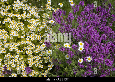 Betony und Mutterkraut im Kräutergarten Stockfoto