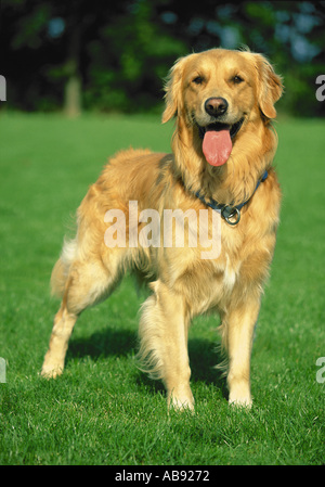 Golden retriever Stockfoto