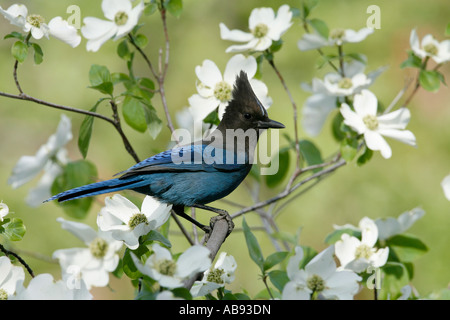 Stellers Jay im pazifischen Hartriegel Stockfoto