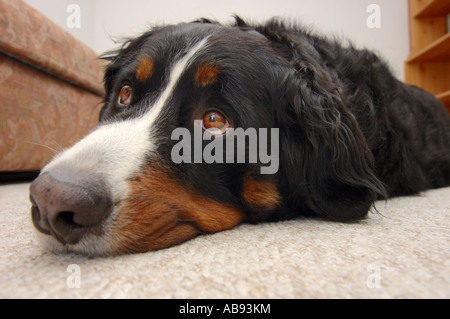 Verlass mich nicht hinter. Stockfoto