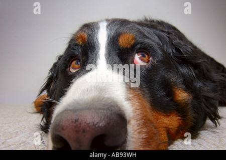 Ich war es nicht Stockfoto