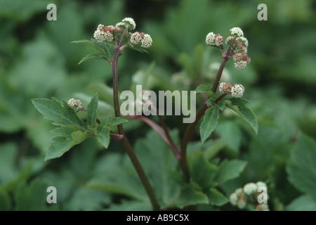 Holz Waldsanikel (Sanicula Europaea), junge Blütenstände Stockfoto