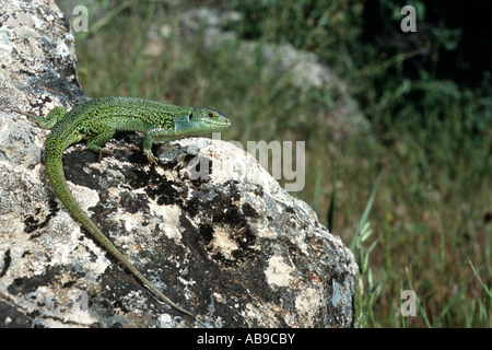 Östlichen Balkan Smaragd Eidechse (Lacerta Medien, Lacerta Trilineata Medien), auf Felsen mit Flechten, Türkei, Ararat Stockfoto