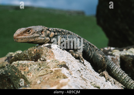 Nordfelsen Agama, kaukasischen Agama (Agama Caucasica, Stellio Caucasica, Laudakia Caucasica), Porträt, Iran, Elbrus Stockfoto