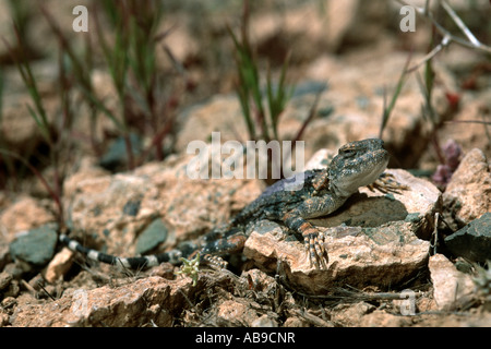 Graue Toadhead Eidechse, grau Toadhead Agama (Phrynocephalus Scutellatus, Agama Scutellata), ruhen, Isfahan, Iran, Zagros Gebir Stockfoto