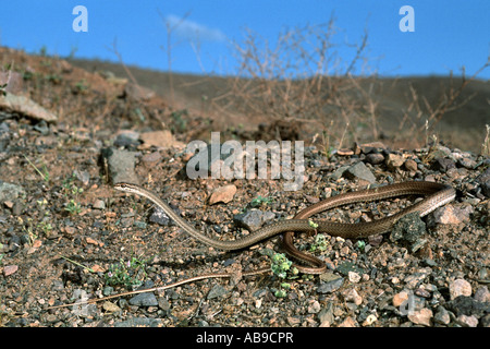 Die Forskal Sand Schlange, Schokari Sand Racer (Psammophis Schokari), in der iranischen Wüste, Isfahan, Iran, Dasht-e Kavir Stockfoto