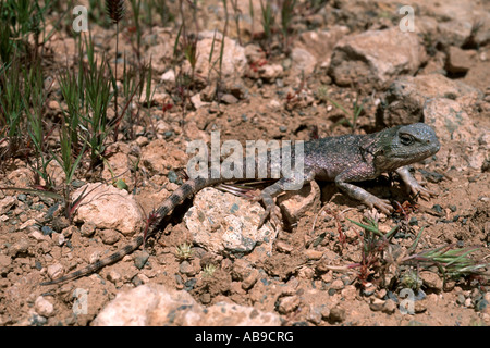 geheime Toadhead Agama, leitete Kröte Agama (Phrynocephalus Mystaceus), ruhen, Iran, Isfahan Stockfoto