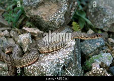 Schmidts Peitsche Schlange (Dolichophis Schmidti), einen Felsen klettern Iran, Zanjan, Elbrus Gebirge Stockfoto