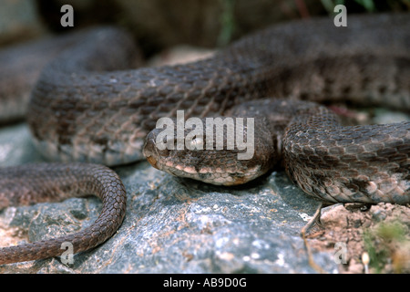 Stumpf-gerochene Viper, Levantine Viper (Macrovipera Lebetina Obtusa, Daboia Lebetina Obtusa), Porträt, Iran, Qasvin Stockfoto