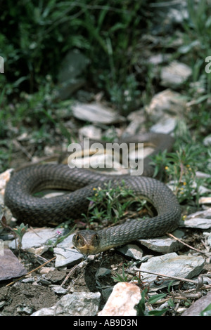 Montpellier Schlange (Malpolon Monspessulanus Insignitus, Malpolon Insignitus) in Lebensraum, Iran, Zagros Stockfoto